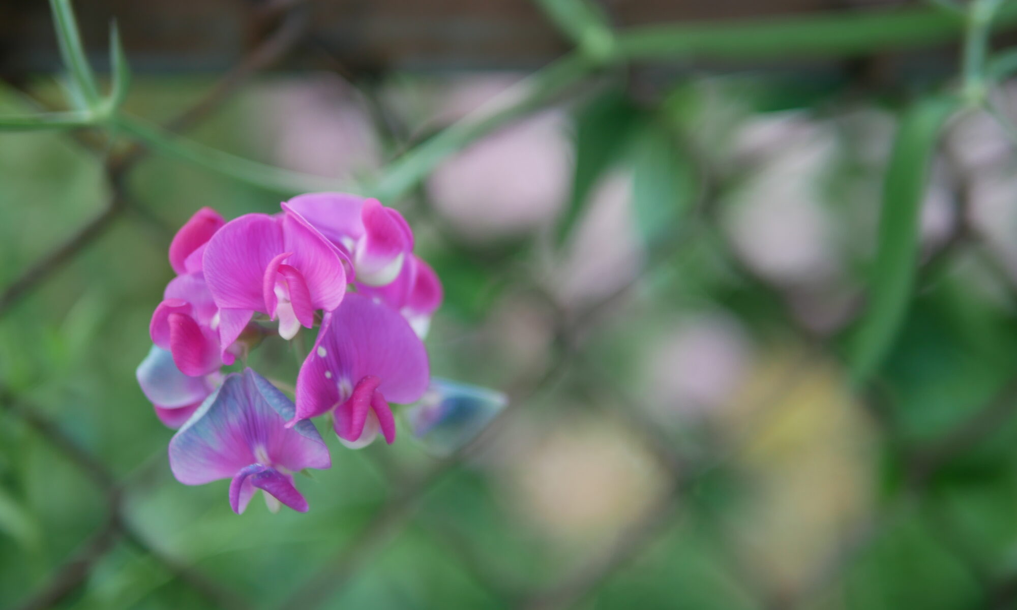 close up photograph of sweetpea blossoms growing on a chain link fence